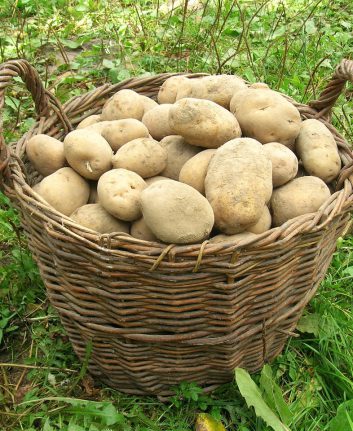 Pommes de terre (c) Pavlofox CC0 Pixabay