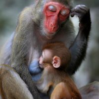 Singe et bébé