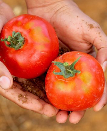 Tomates (c) Go_see CC0 pixabay