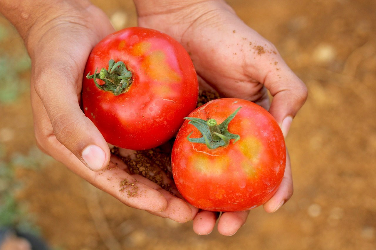 Tomates (c) Go_see CC0 pixabay