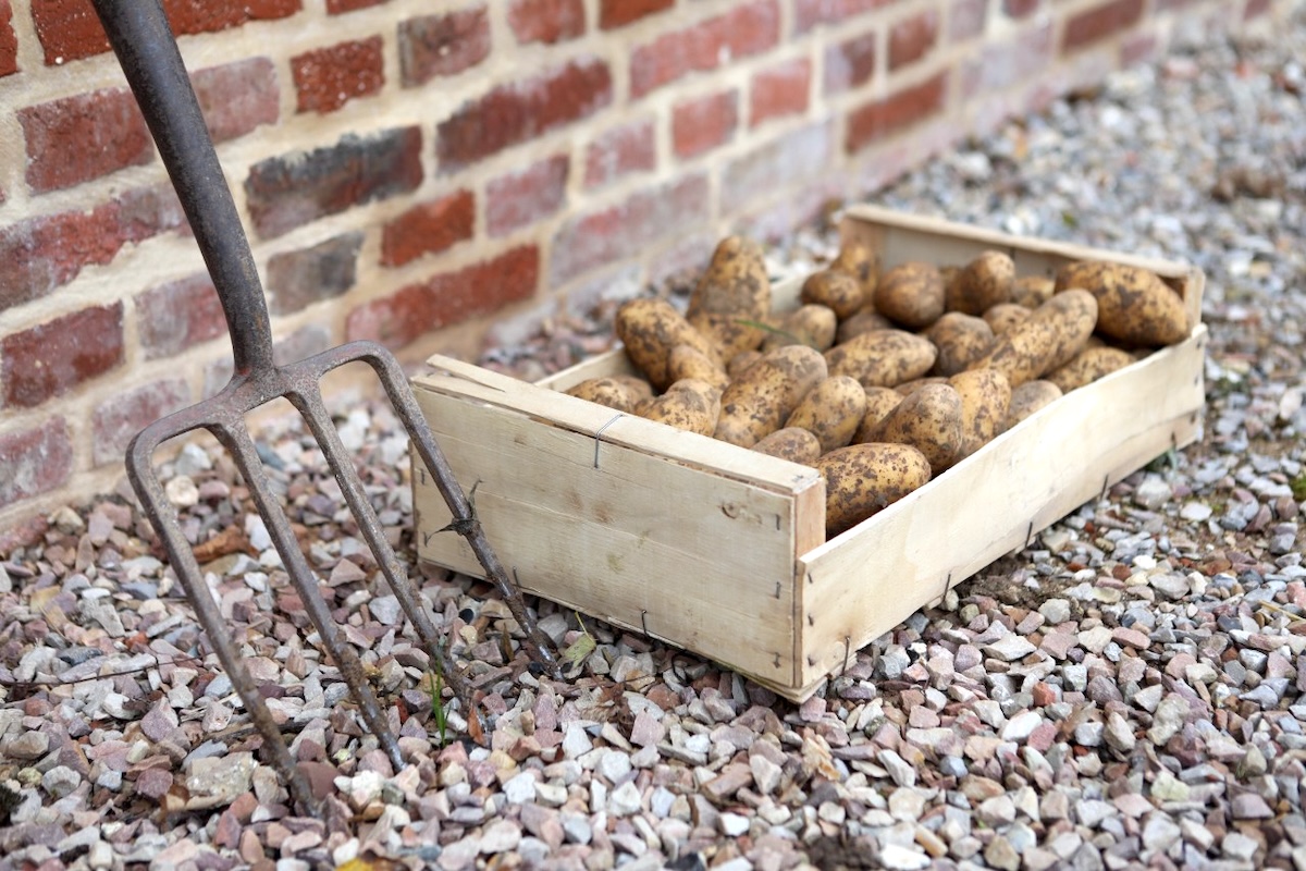 Comment conserver les pommes de terre ©POmmes de terre Pompadour