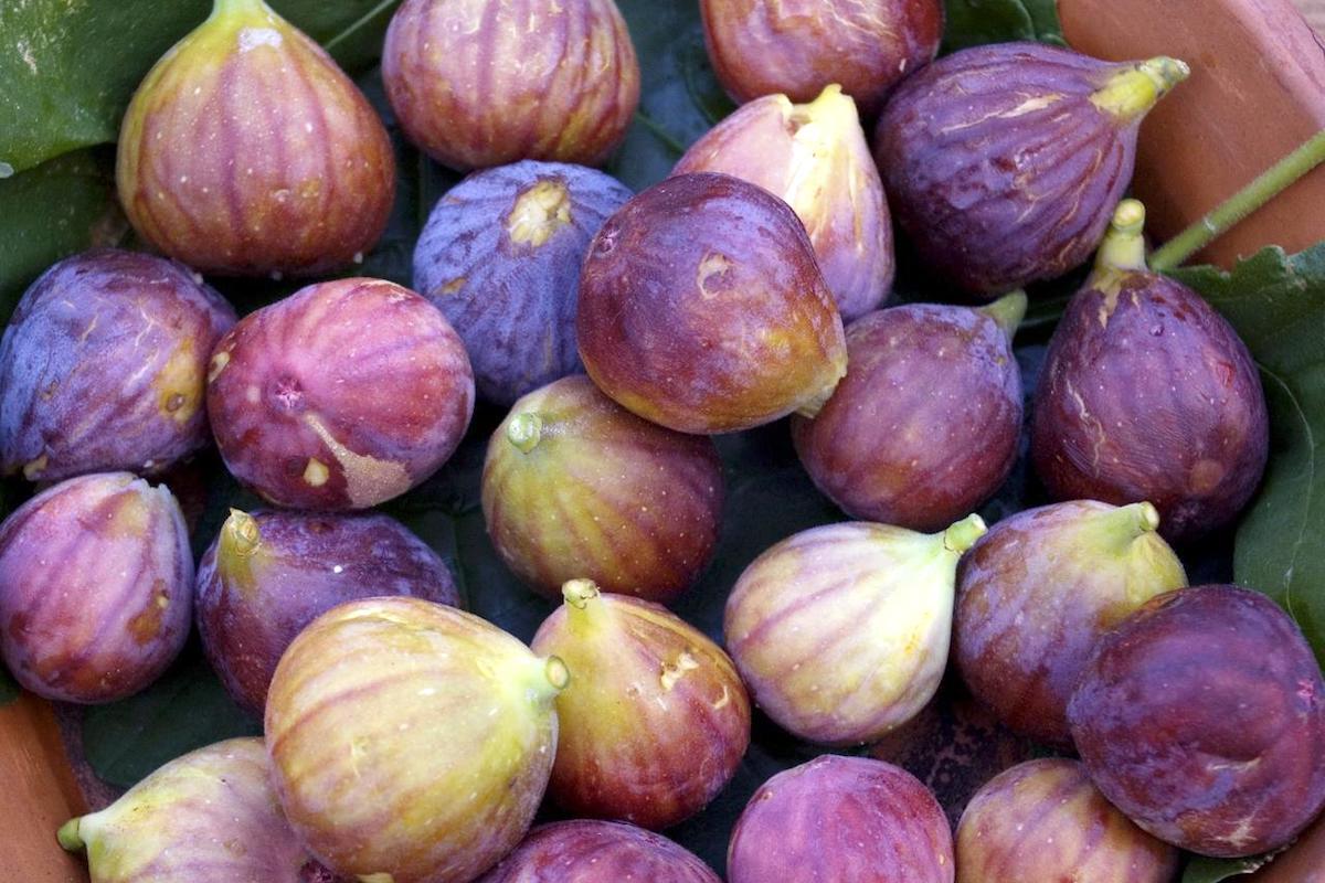 FIgues (c) Bill Benzon CC BY-SA 2.0