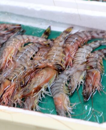 Gambas
