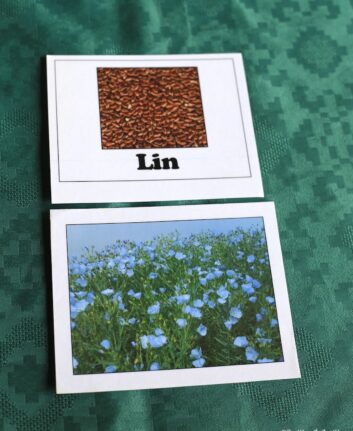 Graines de lin