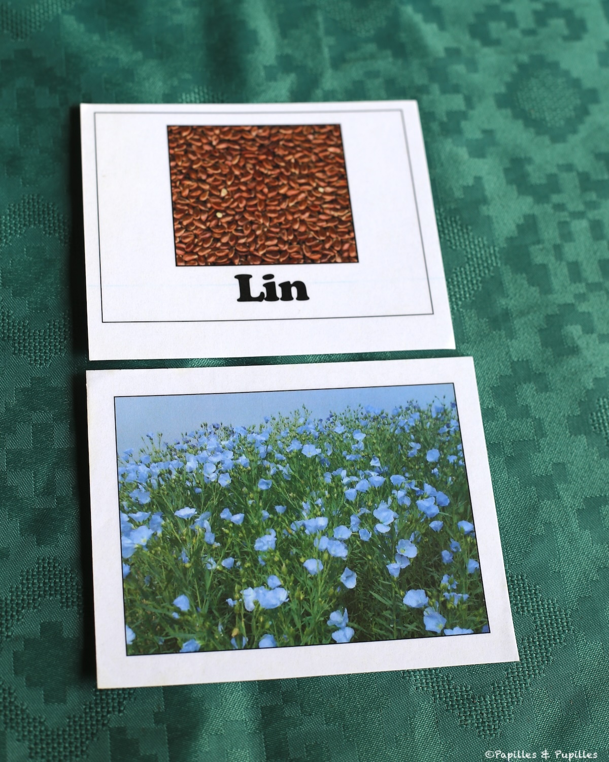 Graines de lin 