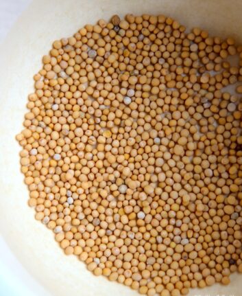 Graines de moutarde