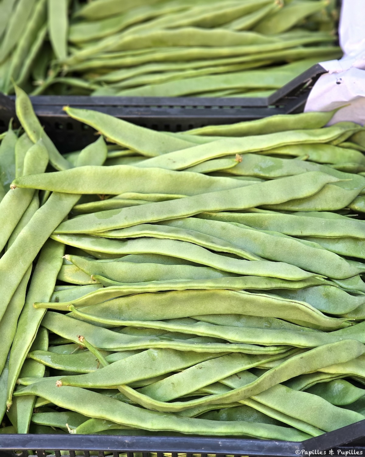 Haricots plats