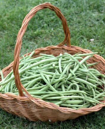 Haricots verts du jardin