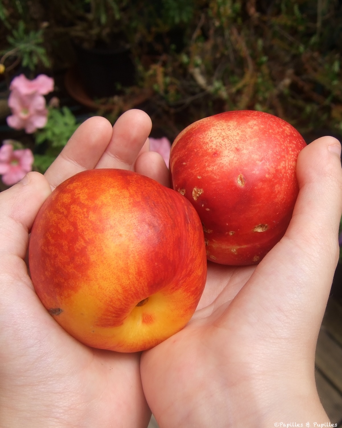 Nectarines