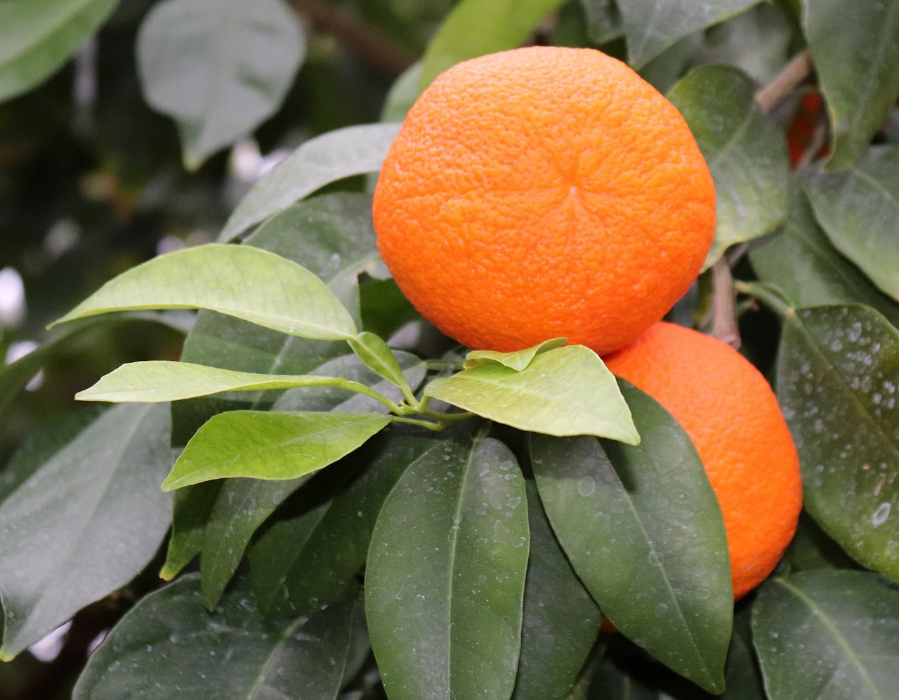 Oranges (c) photoAC CC0 Pixabay