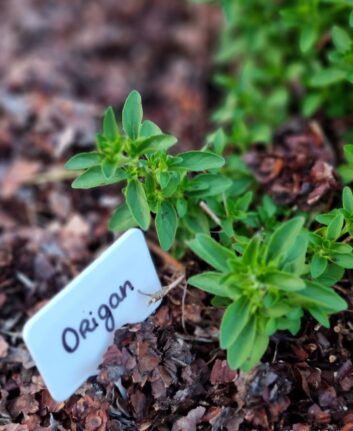 Origan