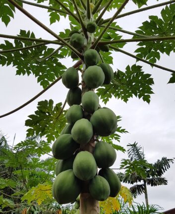 Papayes
