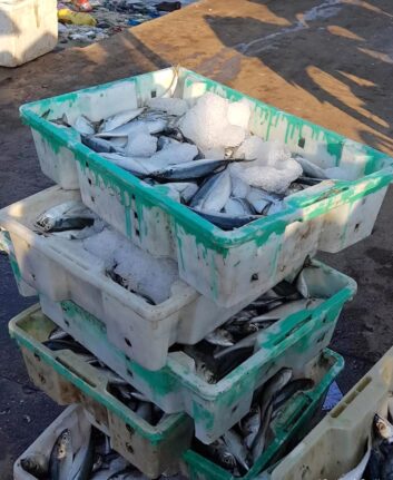 Poissons Vietnam