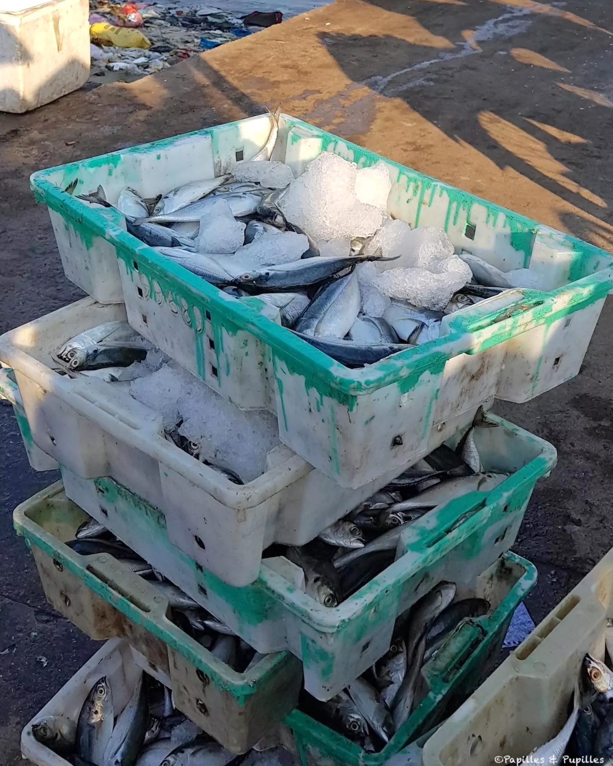 Poissons Vietnam