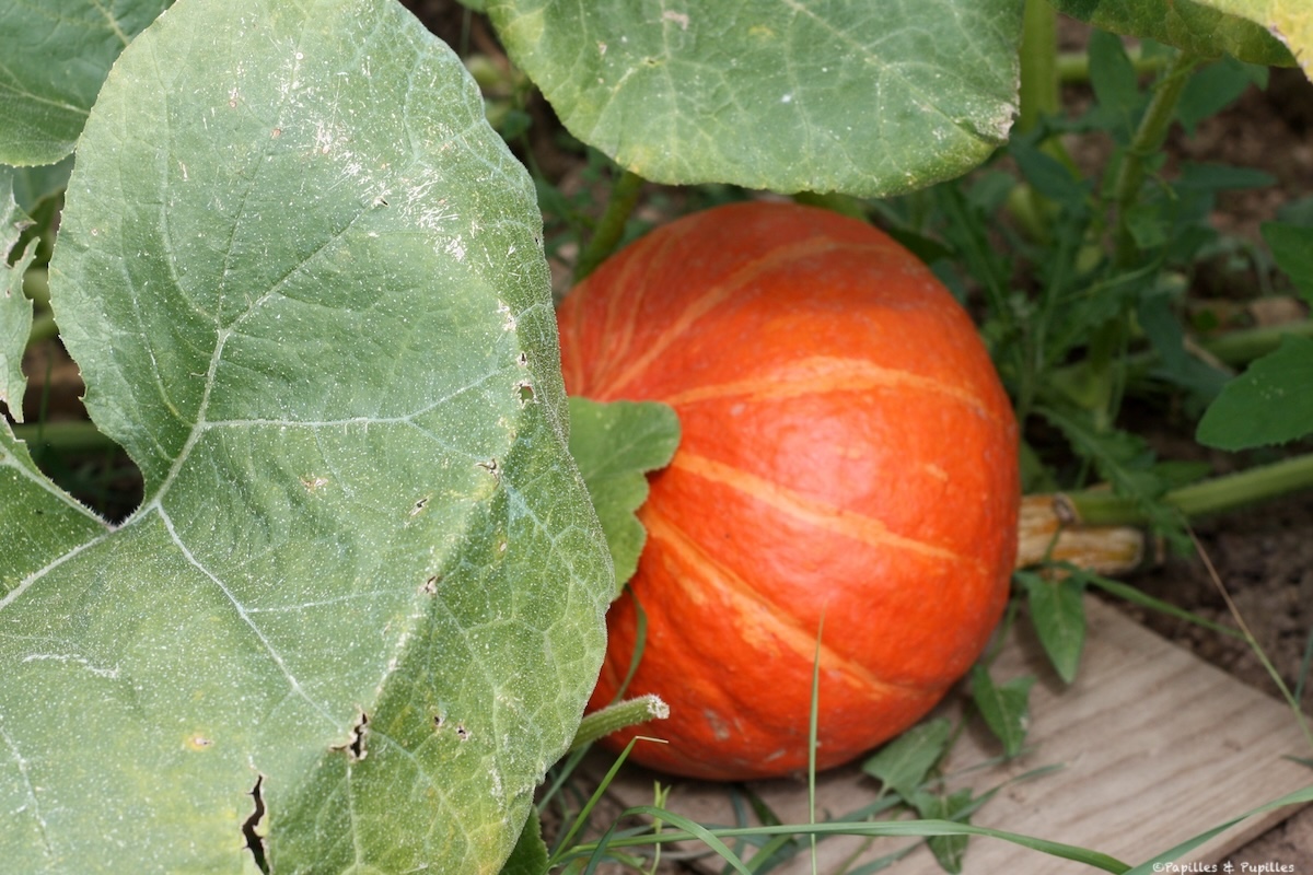 Potimarron
