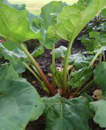 Rhubarbe