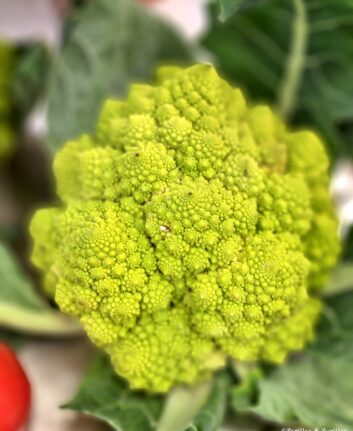 Romanesco