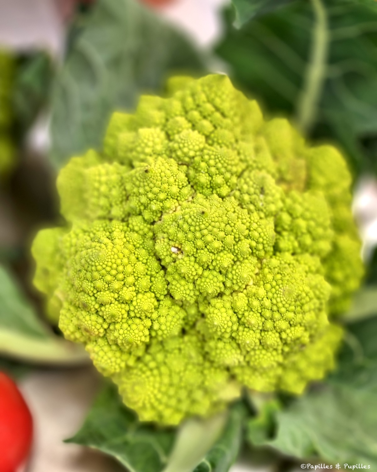 Romanesco