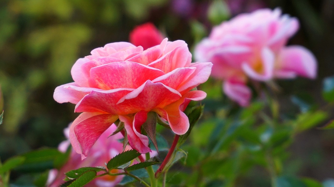 Rose © Linagrafie CC0 Pixabay