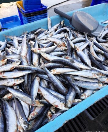 Sardines
