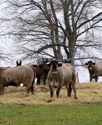 Boeuf de Bazas chez Daniel Gevaert