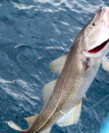 Skrei