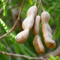 Gousses de Tamarin