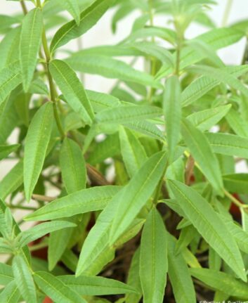 Verveine