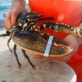Homard du cotentin.©MSC:NFMjpg
