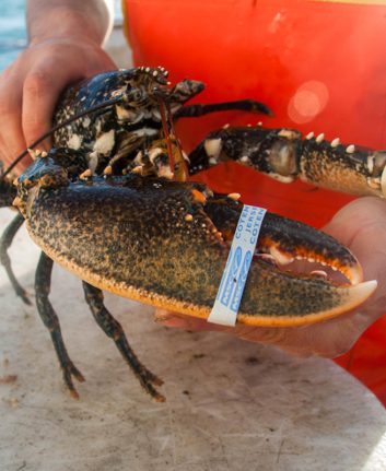 Homard du cotentin.©MSC:NFMjpg