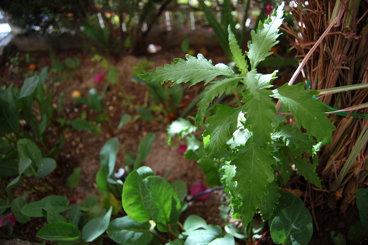 Epazote ©Omar Bárcena Licence CC BY-NC 2.0