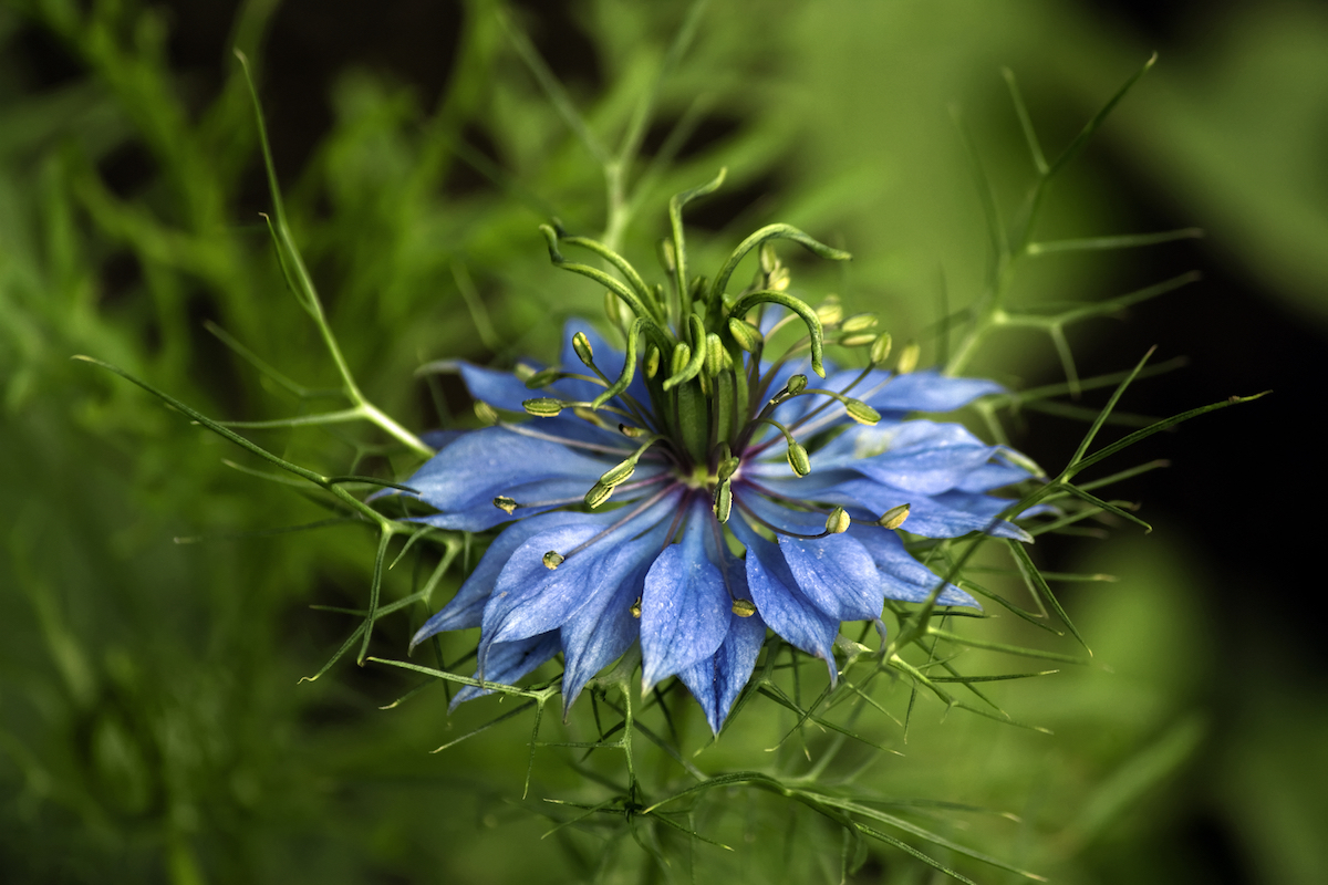 Fleur de Nigelle ©Gaschwald shutterstock