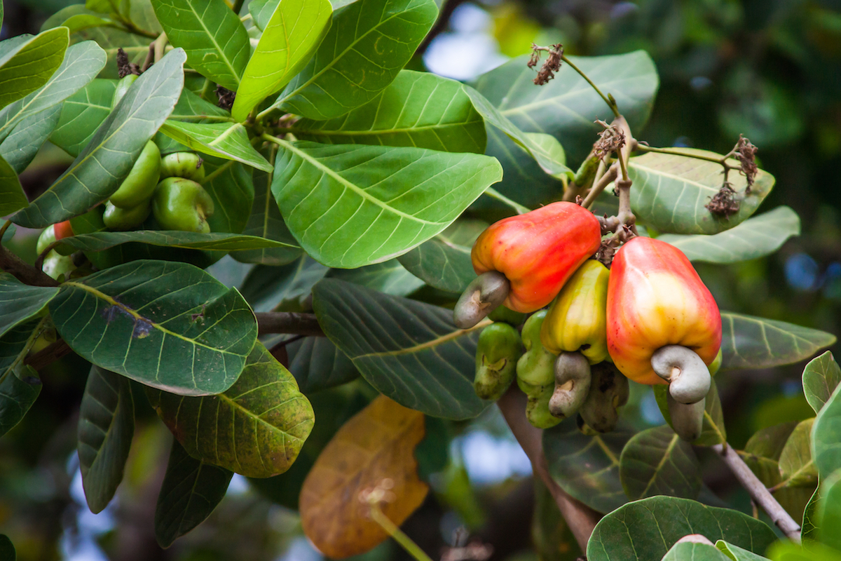 Noix de cajou sur arbre ©Luciano Queiroz shutterstock