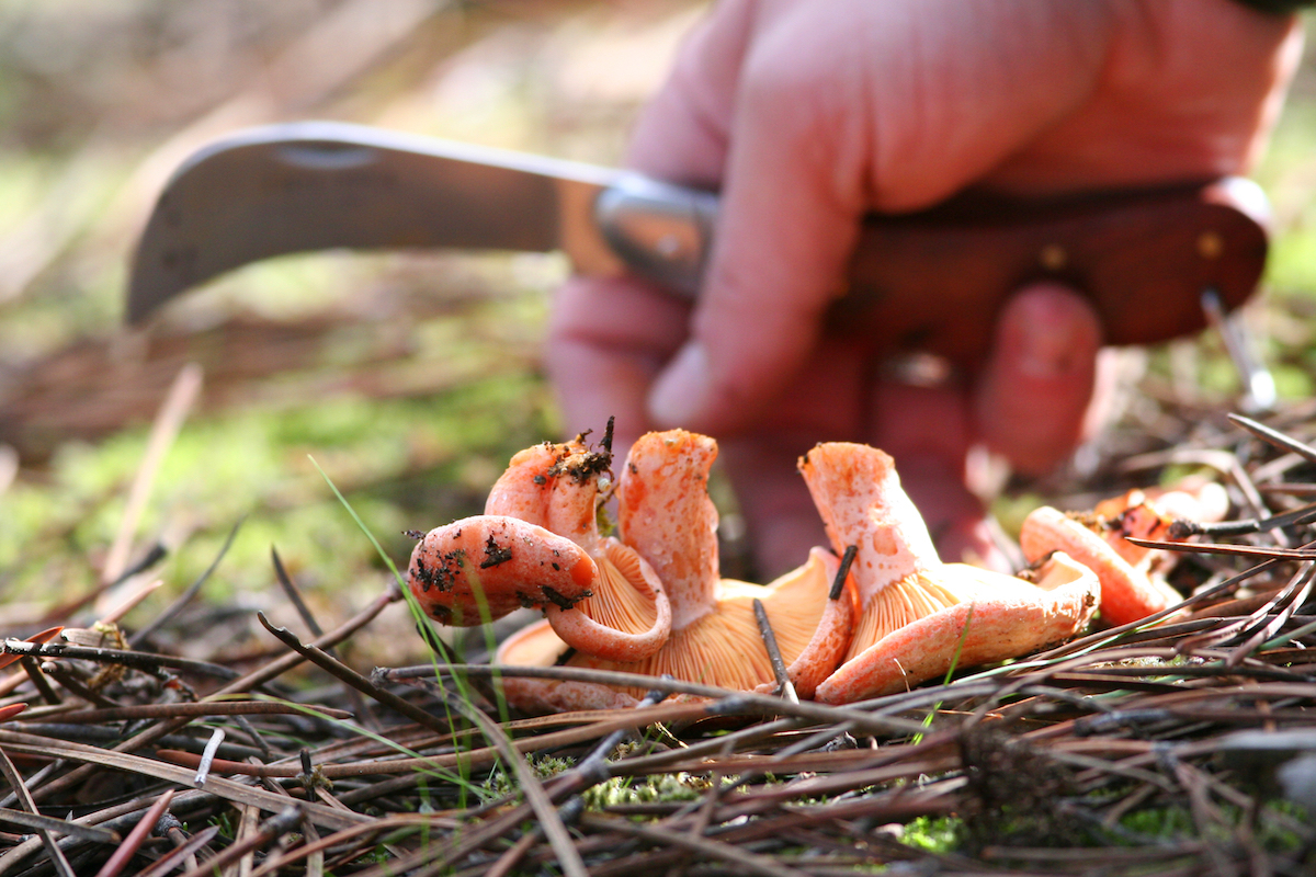 Cueillette de champignons sauvages ©Archeophoto shutterstock