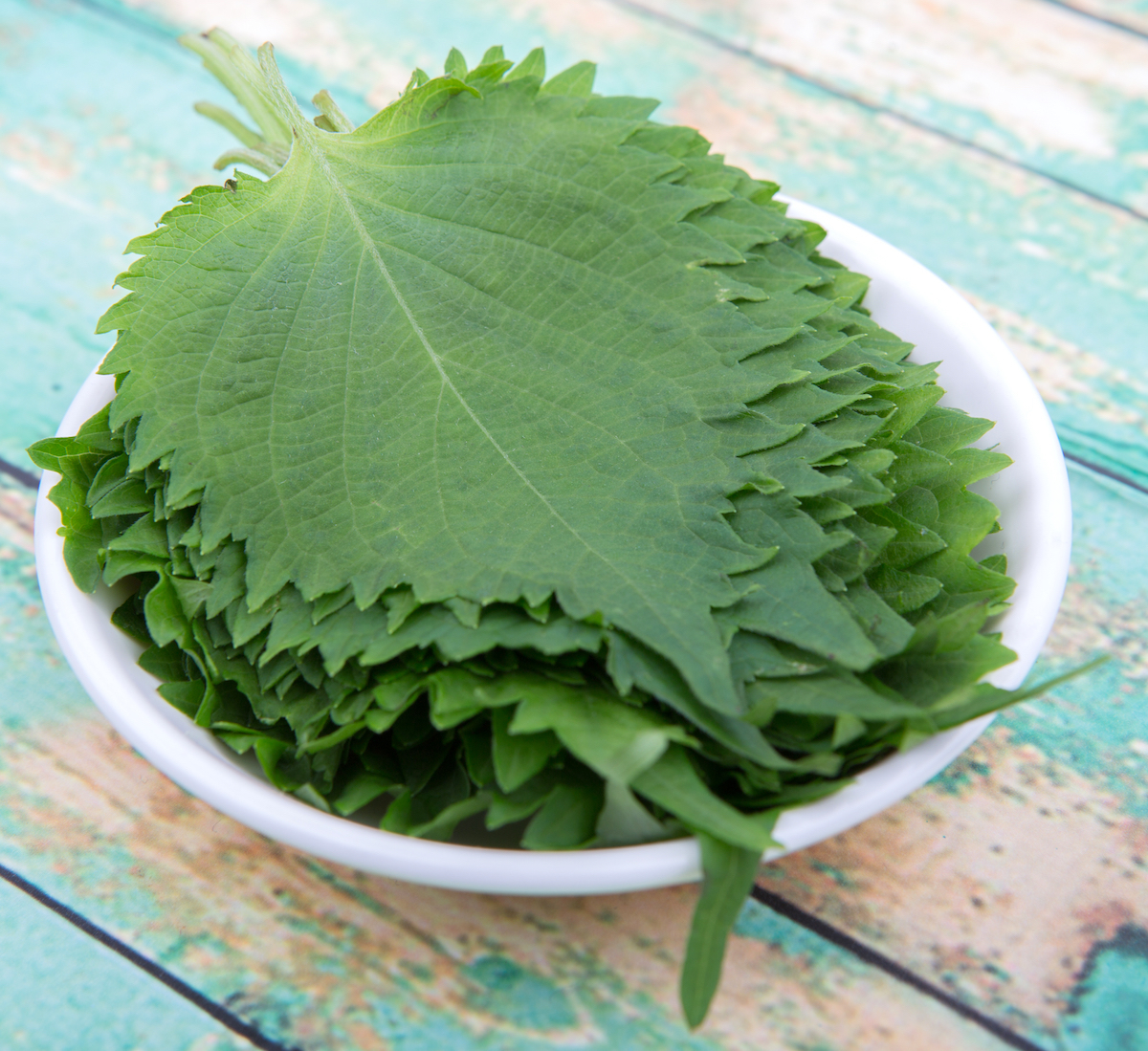 Feuilles de shiso ©MAHATHIR MOHD YASIN shutterstock