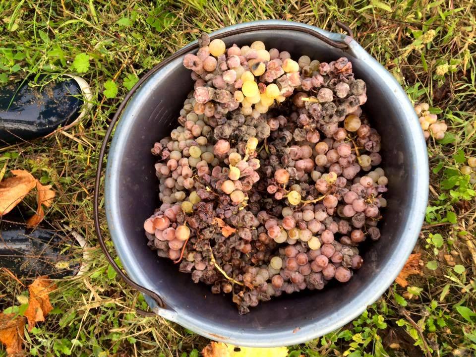 Raisin botrytisé © Château Carsin
