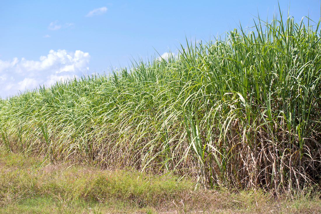 Canne à sucre © Jennifer White Maxwell shutterstock