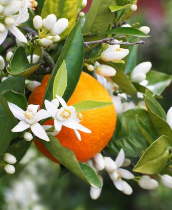Eau de fleur d'orangers © Iness_la_luz shutterstock