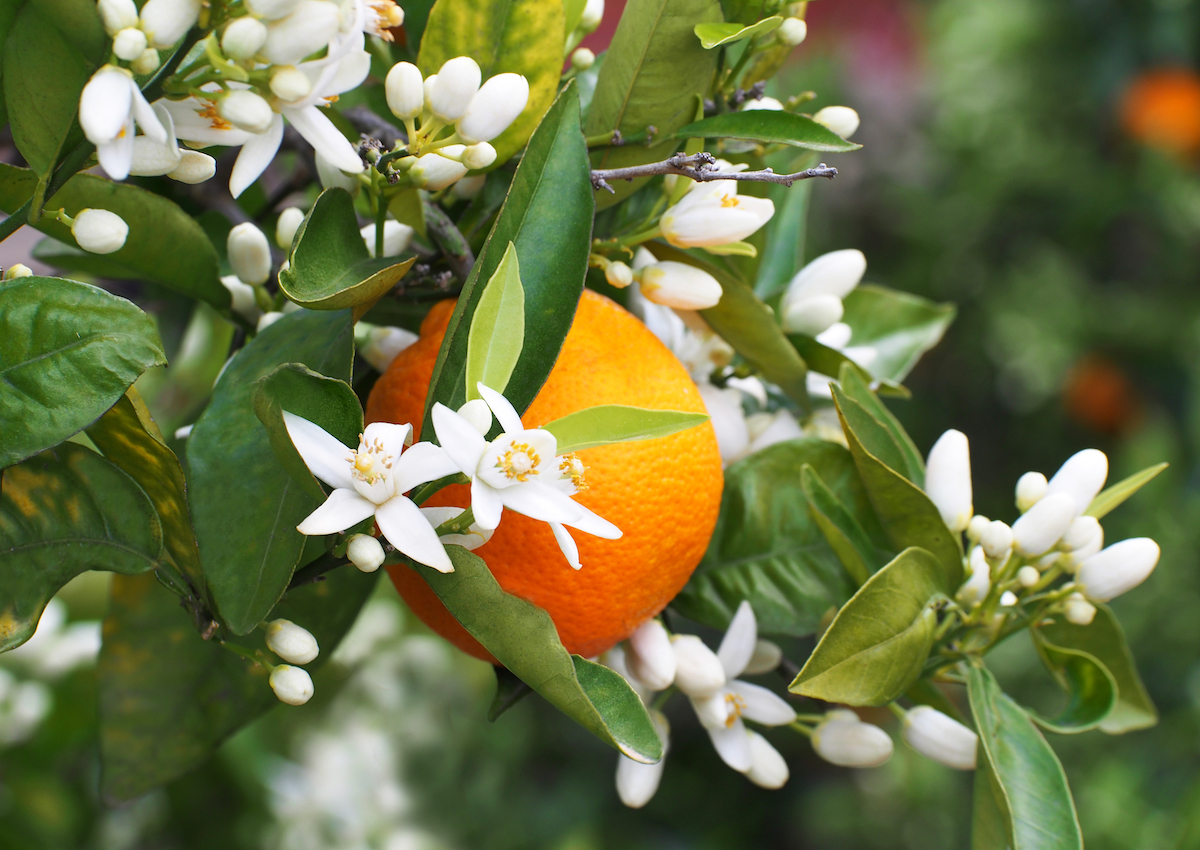 Eau de fleur d'orangers © Iness_la_luz shutterstock