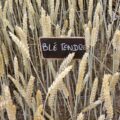 Blé tendre