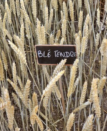 Blé tendre