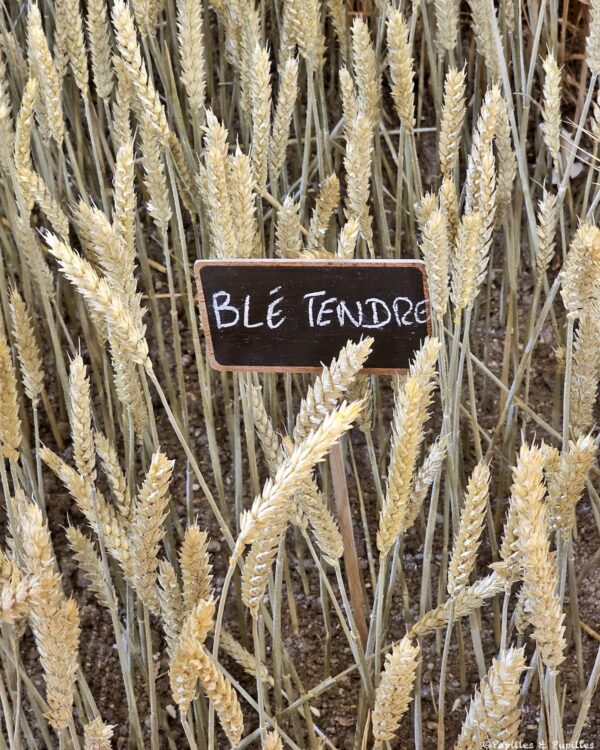 Blé tendre