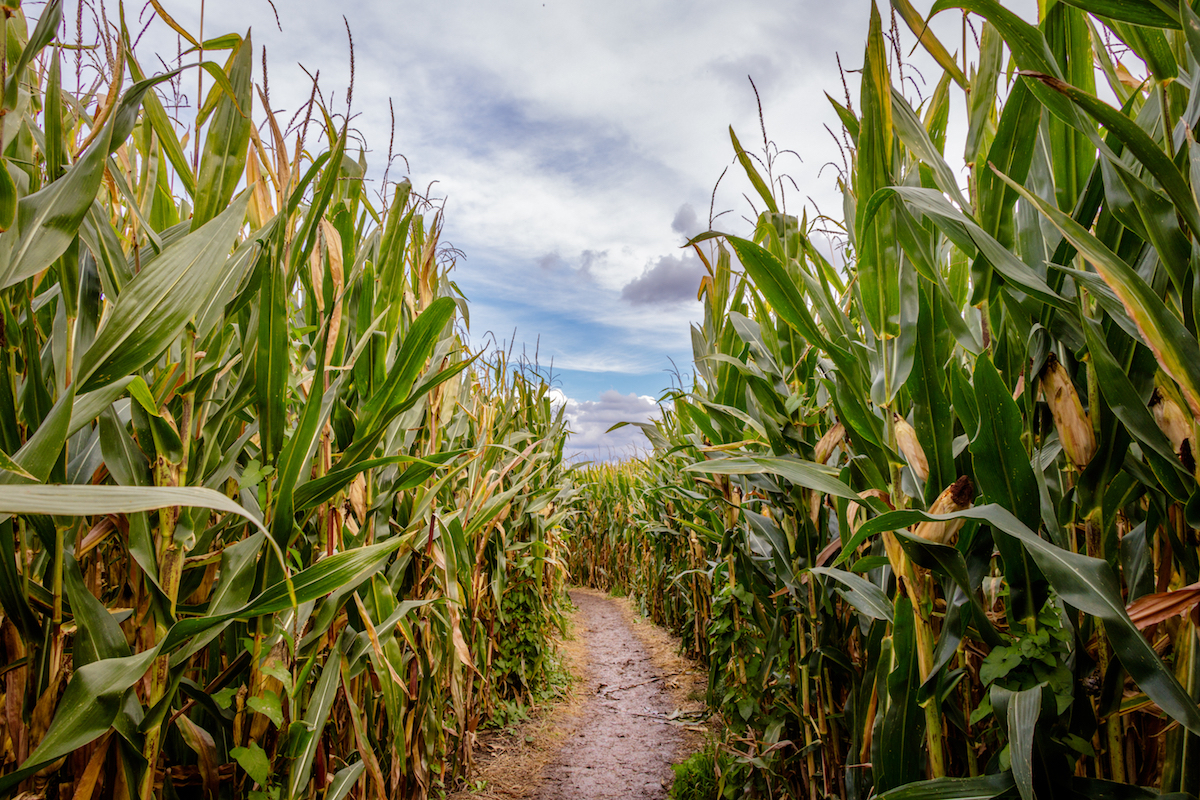 Labyrinthe de maïs ©Dennis Wegewij shutterstock