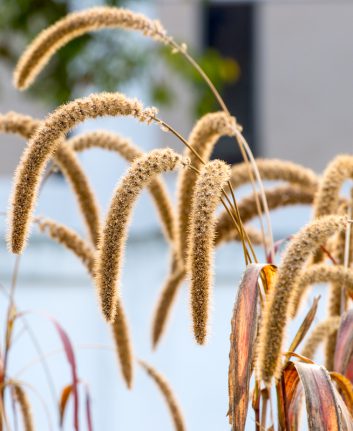 Panis ©DONGSEUN YANG shutterstock