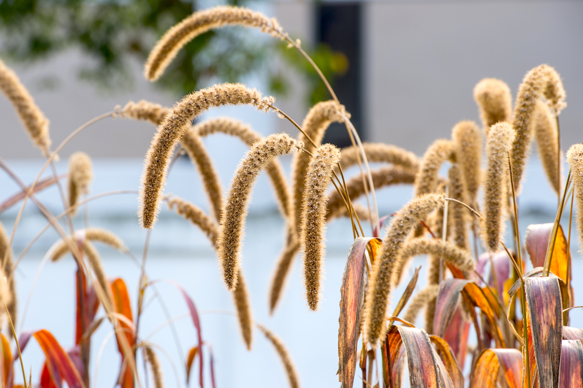 Panis ©DONGSEUN YANG shutterstock