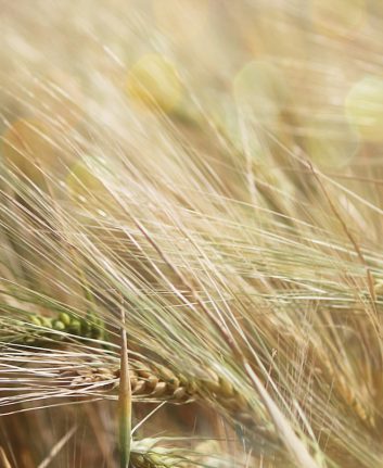Seigle © HelloRF Zcool shutterstock