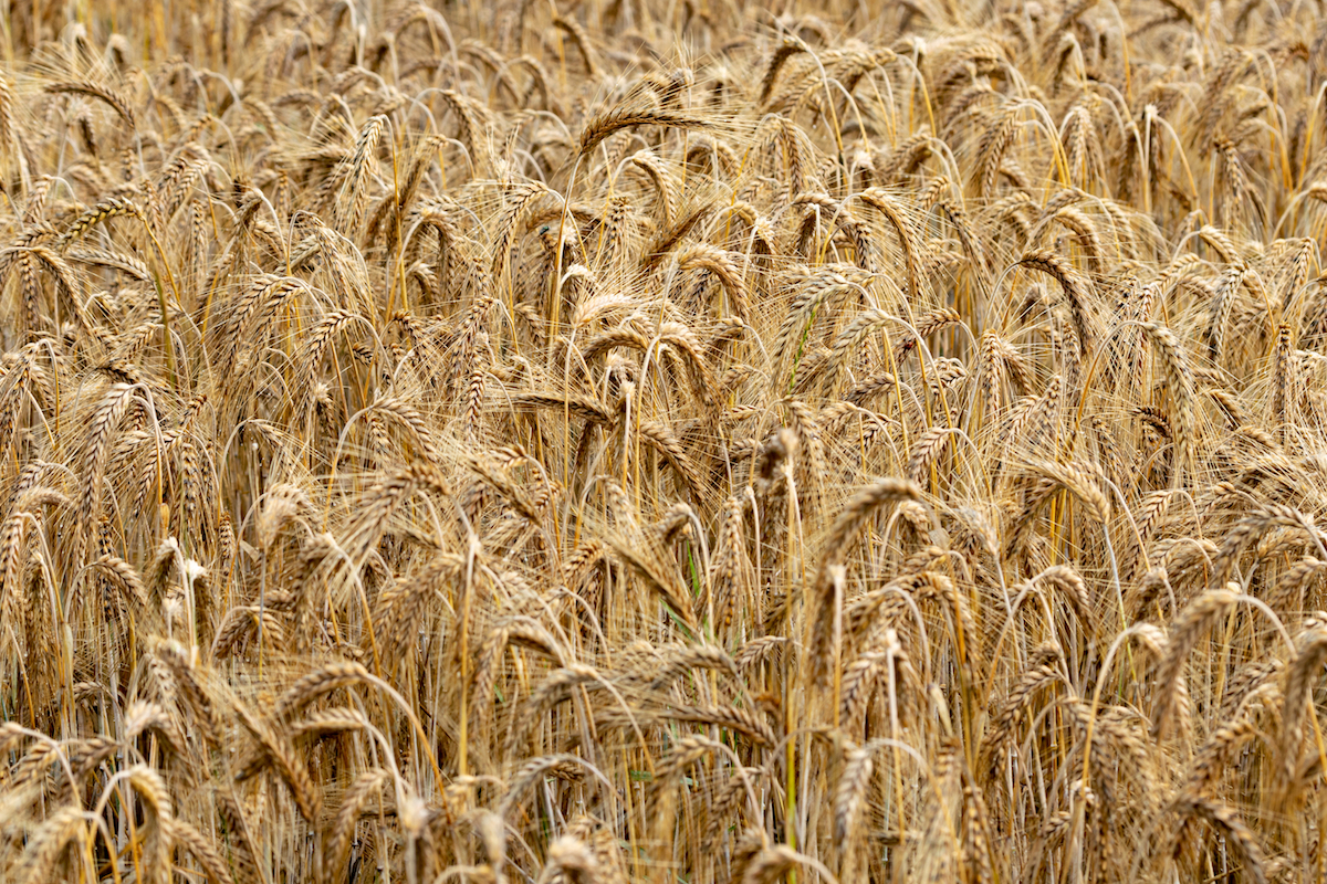 Seigle ©PhotoRK shutterstock