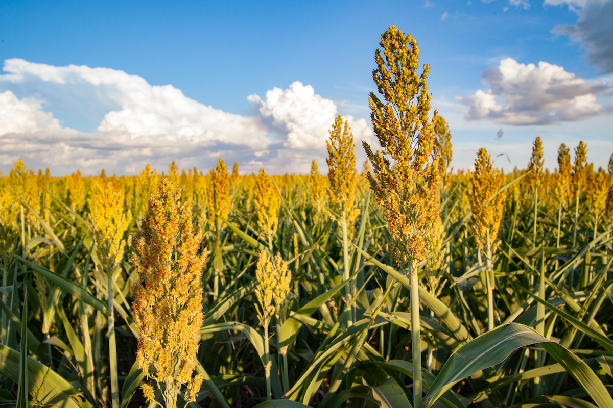 Sorgho © Fernando Branco - AeroCam shutterstock