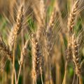 Triticale ©Alberto Agnoletto shutterstock
