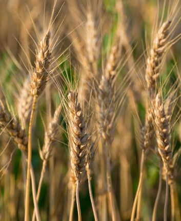 Triticale ©Alberto Agnoletto shutterstock